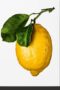 Gourmand's Lemon. a Collection of Stories and Recipes