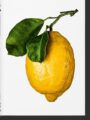 Gourmand's Lemon. a Collection of Stories and Recipes