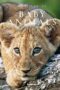 Baby Animals