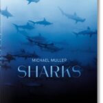Michael Muller: Sharks, Face-to-Face with the Ocean's Endangered Predator