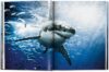 Michael Muller: Sharks, Face-to-Face with the Ocean's Endangered Predator - Image 3