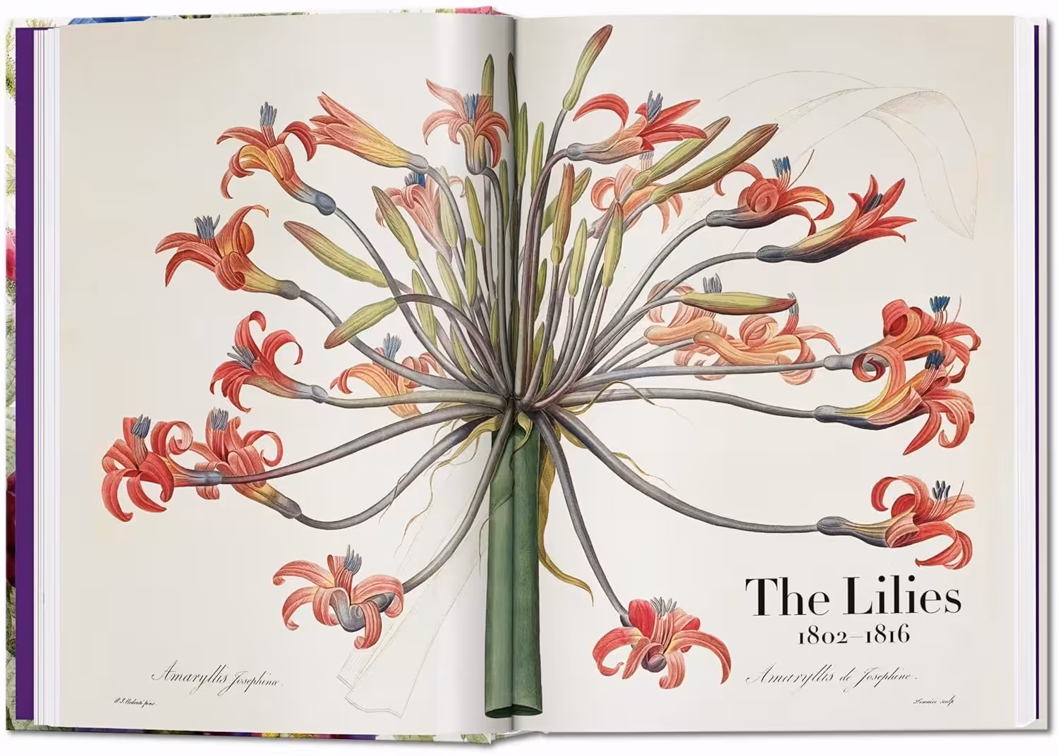 Redouté. the Book of Flowers. 40th Ed