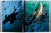 Michael Muller: Sharks, Face-to-Face with the Ocean's Endangered Predator - Image 4