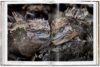 Steve McCurry. Animals - Image 3