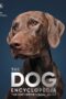 The Dog Encyclopedia by DK