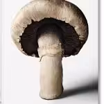 The Gourmand's Mushroom. A Collection of Stories and Recipes